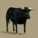 BlackBullLarge